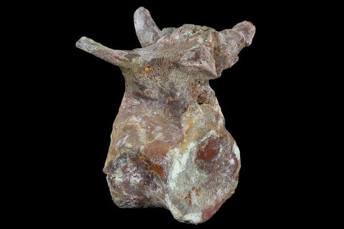 Tall Fossil Crocodile Dorsal Vertebra - Morocco #118154